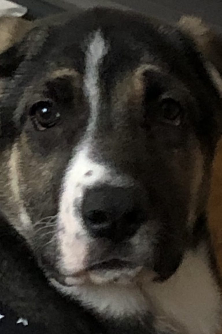 Leinenzwang für Hunde in Berlin Rümmler&amp;Collegen